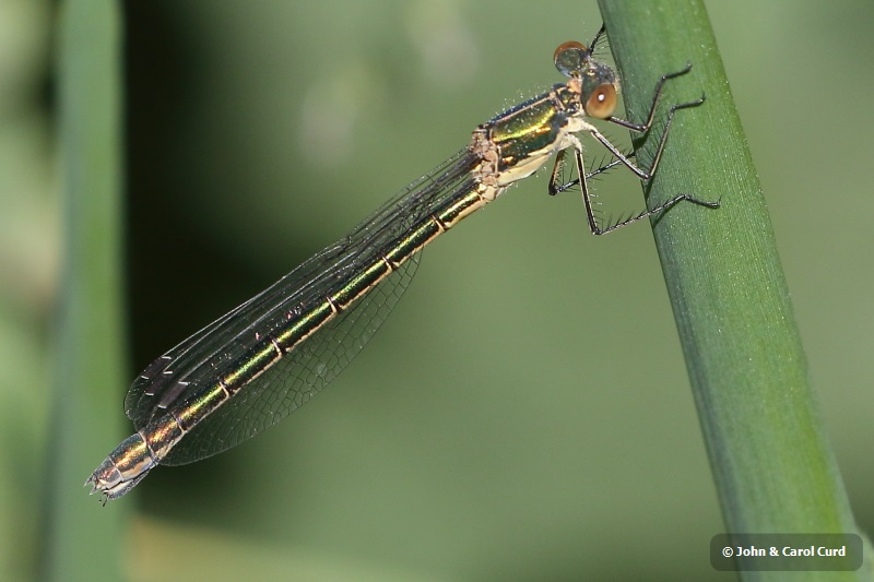 J18_1393 Lestes dryas female.JPG